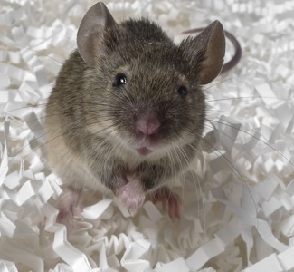 Mouse on shredded paper Mouse on shredded paper